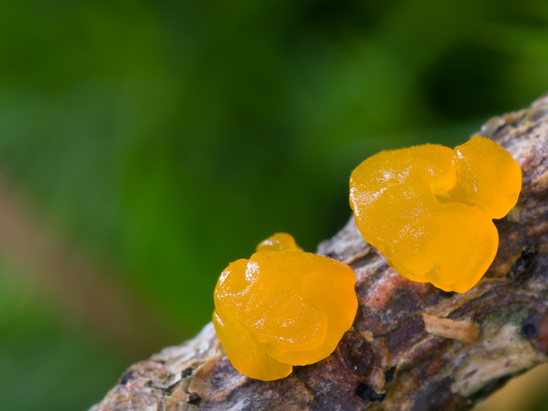 Dacrymyces estonicus